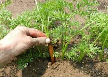 Varieties of carrots by maturity