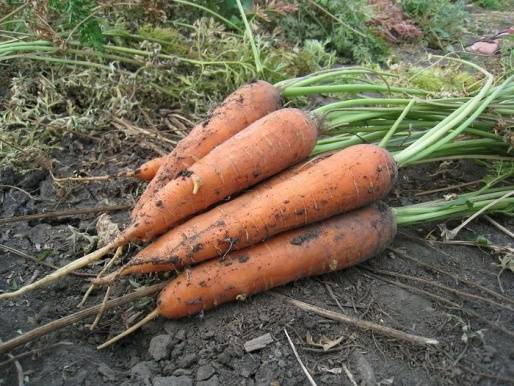 Varieties of carrots by maturity