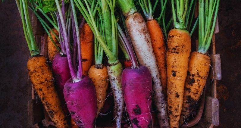 Varieties of carrots by maturity