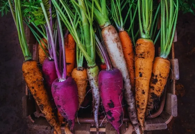 Varieties of carrots by maturity