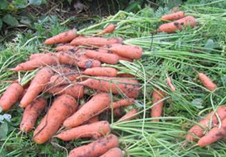 Varieties of carrots for Siberia in open ground