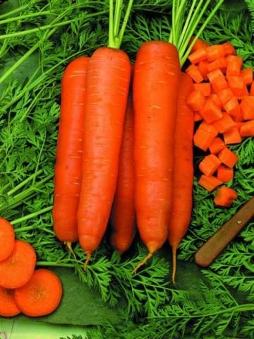 Varieties of carrots for Siberia in open ground