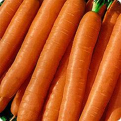 Varieties of carrots for Siberia in open ground