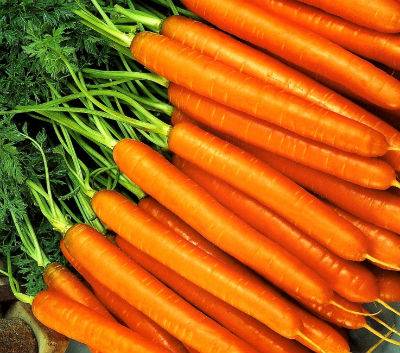 Varieties of carrots for Siberia in open ground