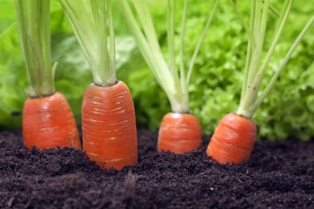 Varieties of carrots for the Moscow region for open ground