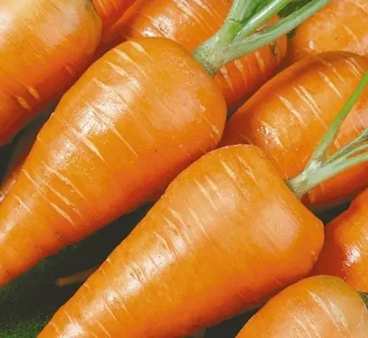 Varieties of carrots for the Moscow region for open ground