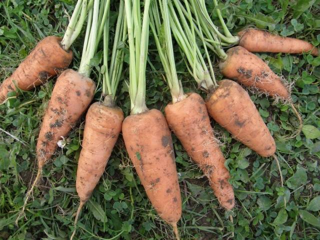 Varieties of carrots for the Moscow region for open ground