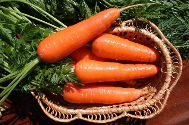 Varieties of carrots for the Moscow region for open ground