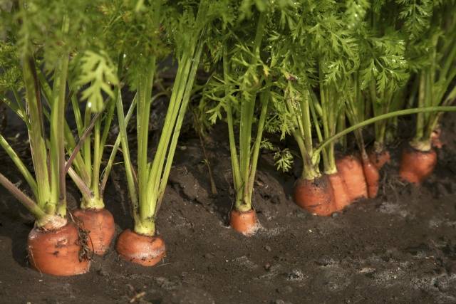 Varieties of carrots for the Moscow region for open ground