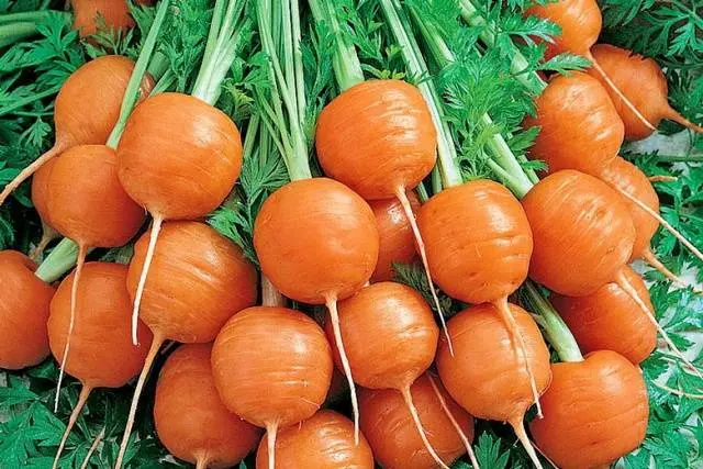 Varieties of carrots for the Moscow region for open ground