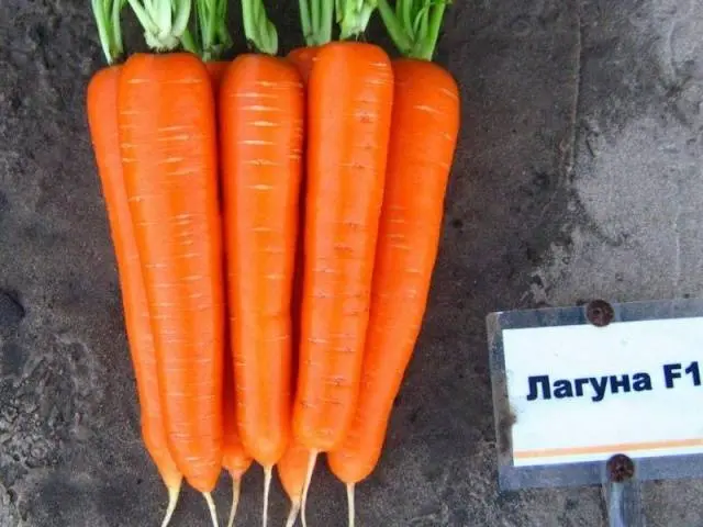 Varieties of carrots for the Moscow region for open ground