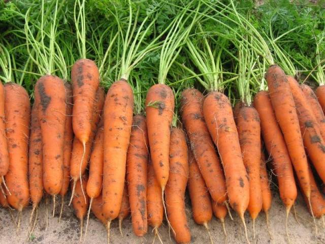 Varieties of carrots for the Moscow region for open ground