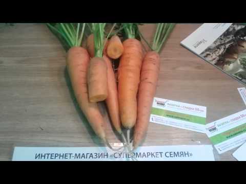 Varieties of carrots for the Moscow region for open ground