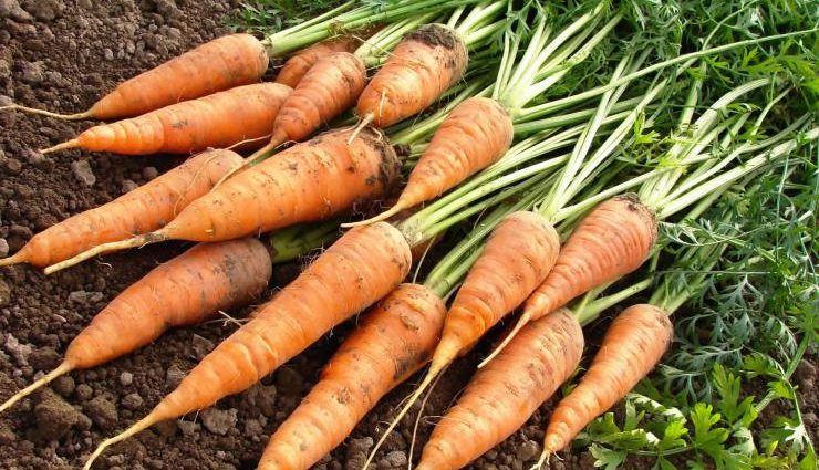 Varieties of carrots for the Moscow region for open ground