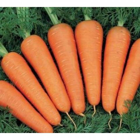 Varieties of carrots for the Moscow region for open ground