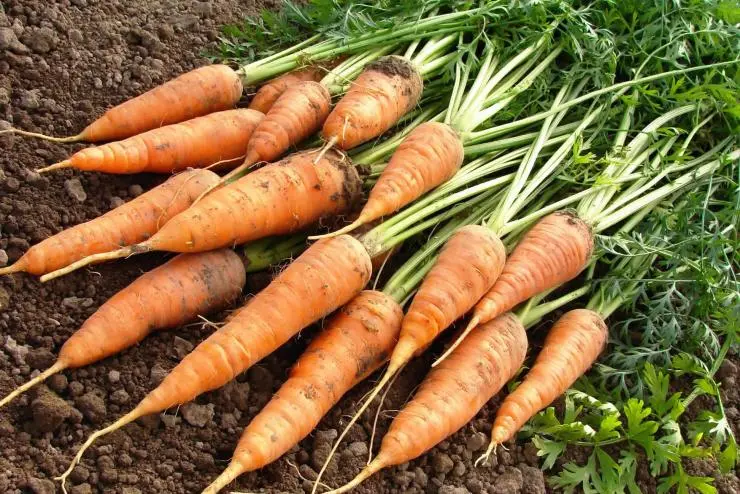 Varieties of carrots for the Moscow region for open ground