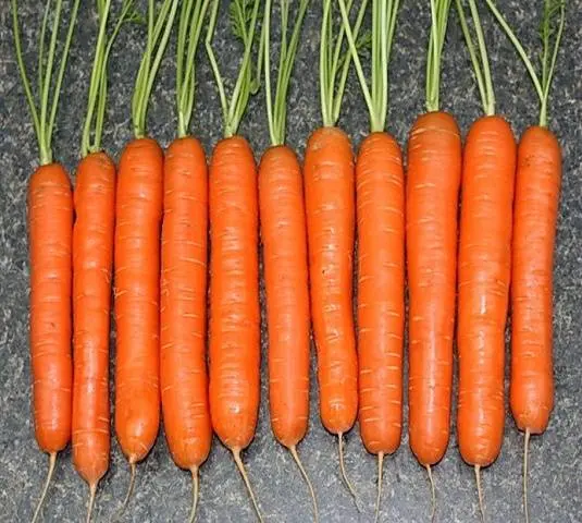 Varieties of carrots for the Urals