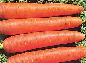 Varieties of carrots for the Urals