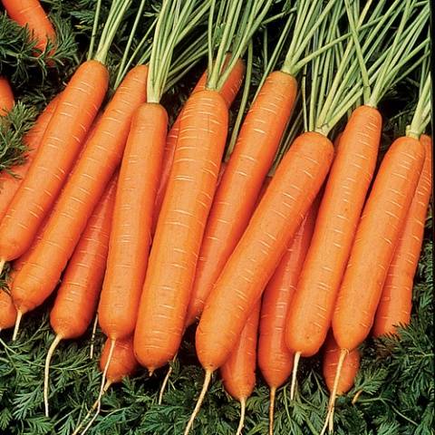 Varieties of carrots for the Urals