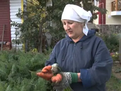 Varieties of carrots for the Urals