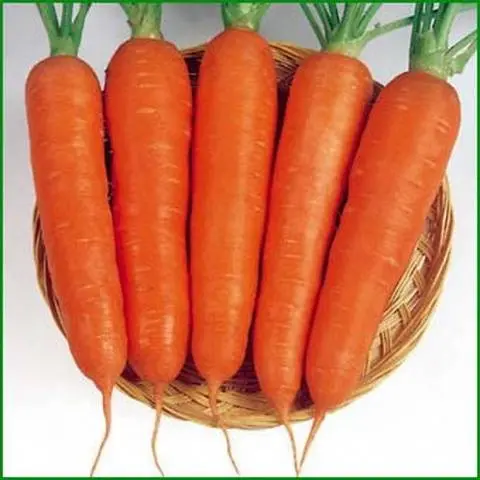 Varieties of carrots for the Urals