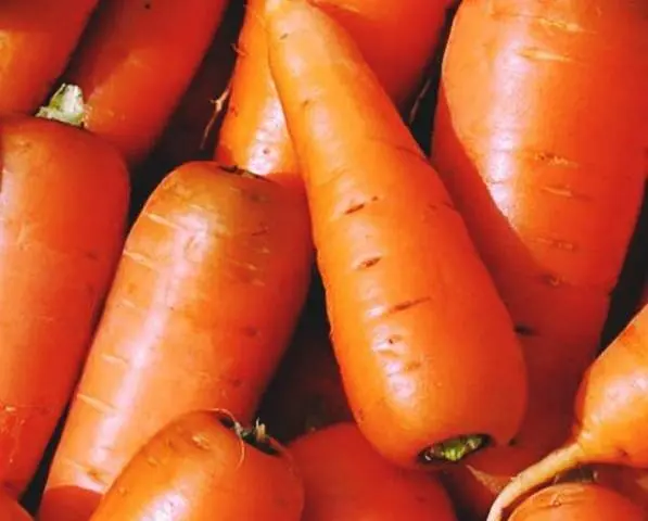 Varieties of carrots for the Urals