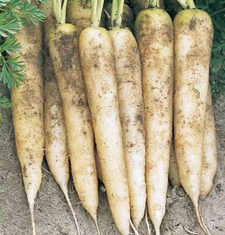 Varieties of carrots for the Urals