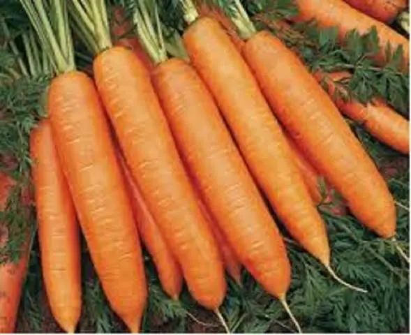 Varieties of carrots for the Urals