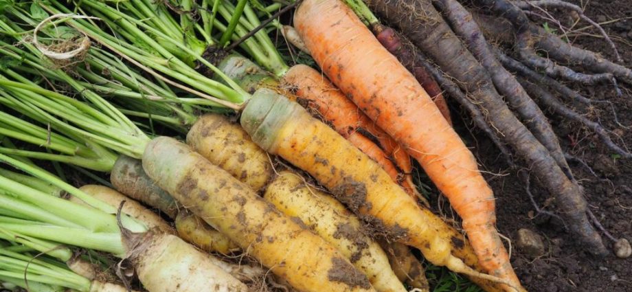 Varieties of carrots for the Urals