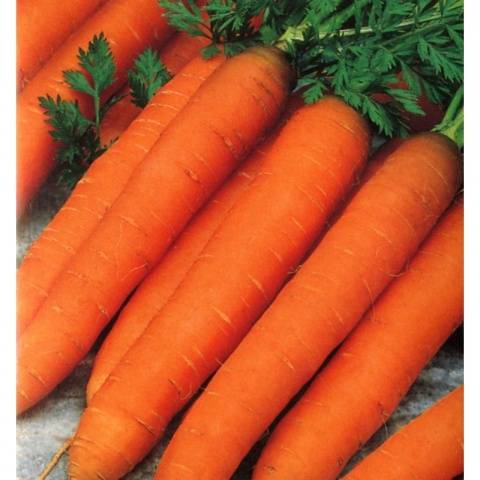 Varieties of carrots for winter storage