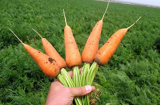 Varieties of carrots for winter storage