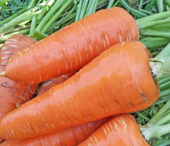 Varieties of carrots for winter storage