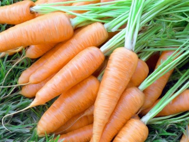 Varieties of carrots for winter storage