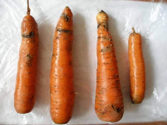 Varieties of carrots for winter storage