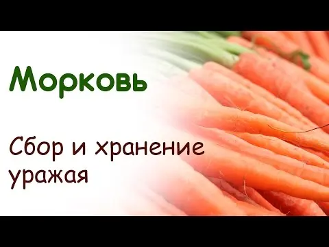 Varieties of carrots for winter storage: an overview with a photo