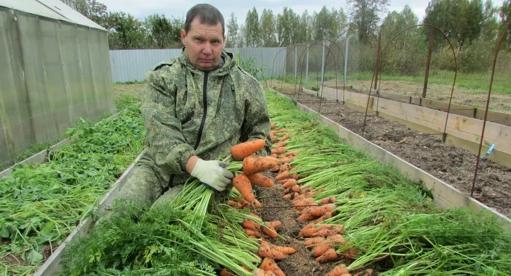 Varieties of carrots for winter storage: an overview with a photo