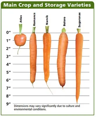 Varieties of carrots for winter storage: an overview with a photo