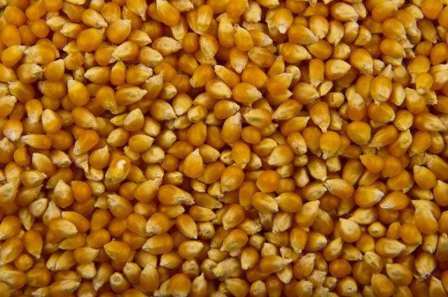 Varieties of corn for popcorn