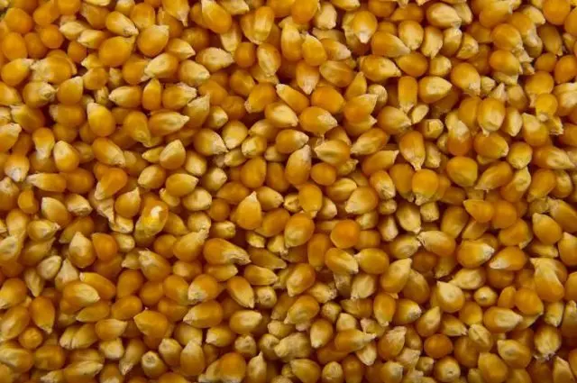 Varieties of corn for popcorn