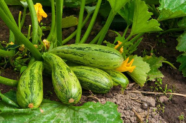 Varieties of courgettes for the Urals