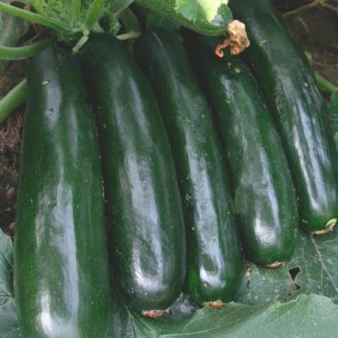 Varieties of courgettes for the Urals