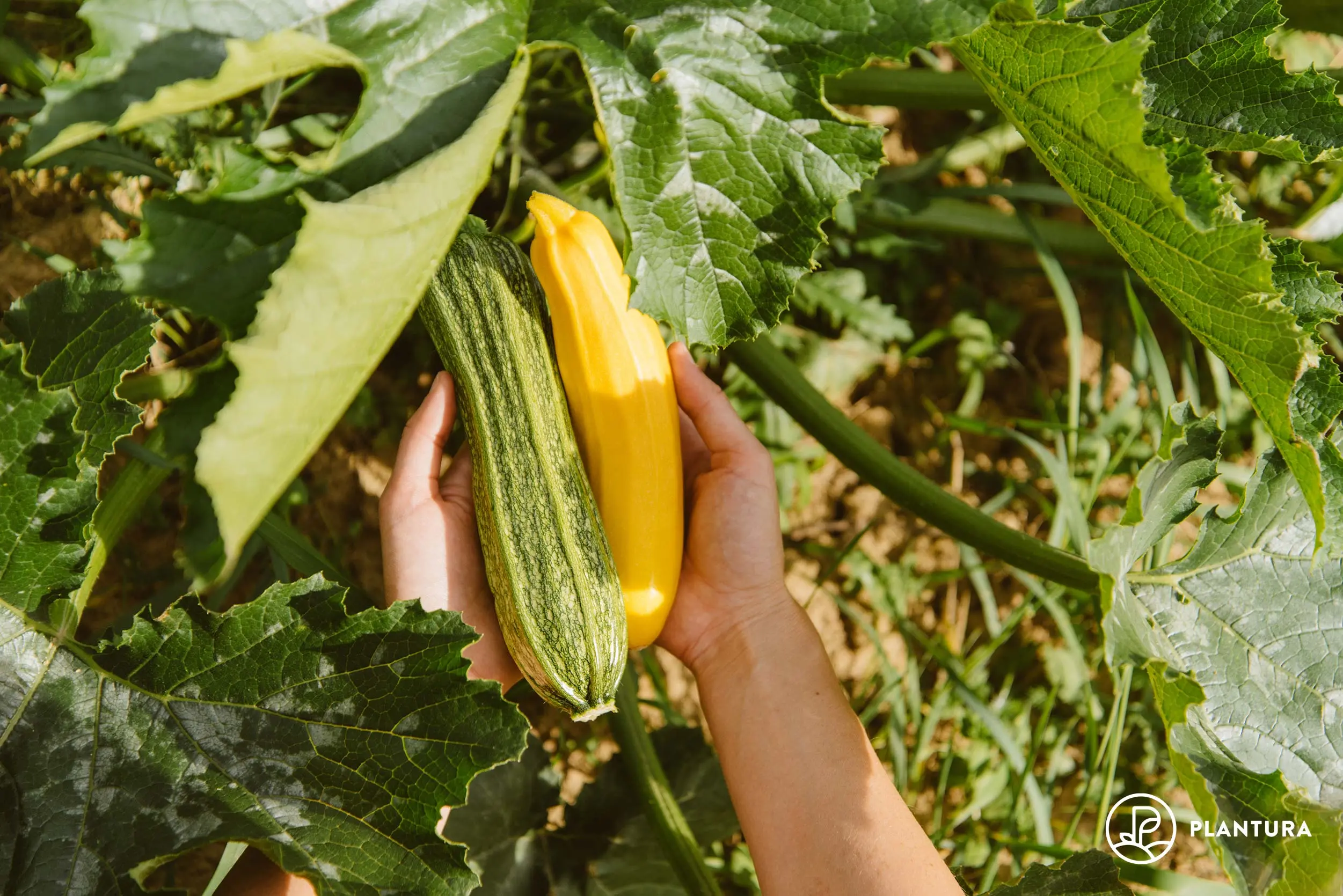 Varieties of courgettes for the Urals