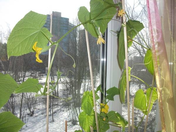 Varieties of cucumbers for growing on the windowsill in winter