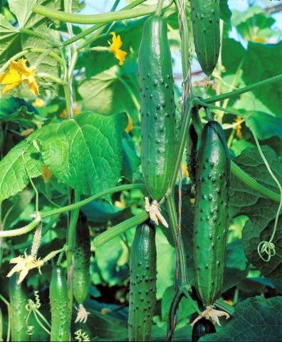 Varieties of cucumbers for growing on the windowsill in winter