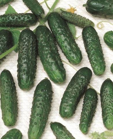 Varieties of cucumbers for growing on the windowsill in winter