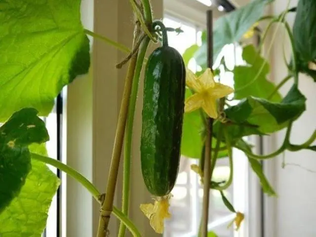 Varieties of cucumbers for growing on the windowsill in winter