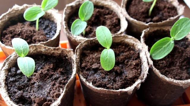 Varieties of cucumbers for growing on the windowsill in winter