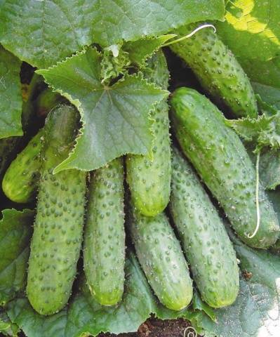 Varieties of cucumbers for growing on the windowsill in winter