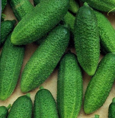 Varieties of cucumbers for growing on the windowsill in winter