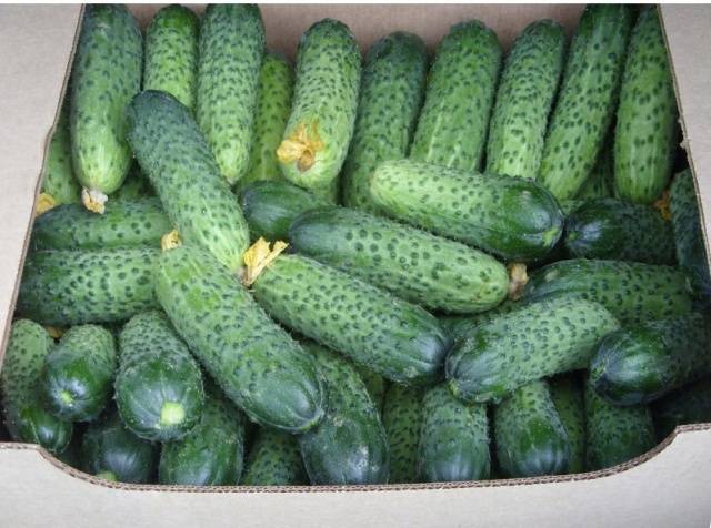 Varieties of cucumbers for growing on the windowsill in winter